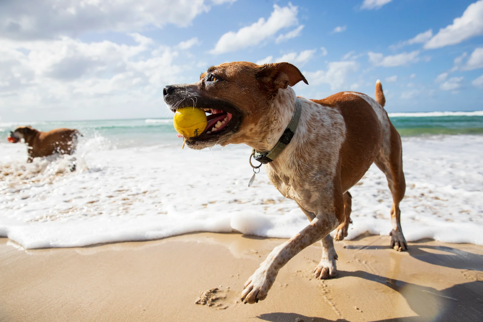 Fetch Dog Ball - Image 5