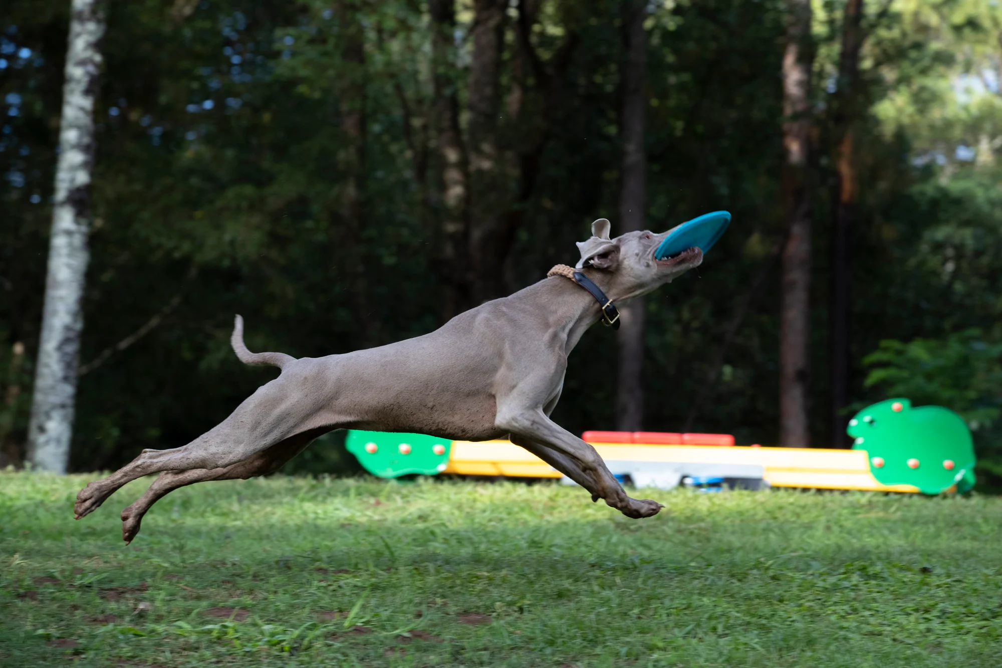 Jetwag Dog Disc - Image 6