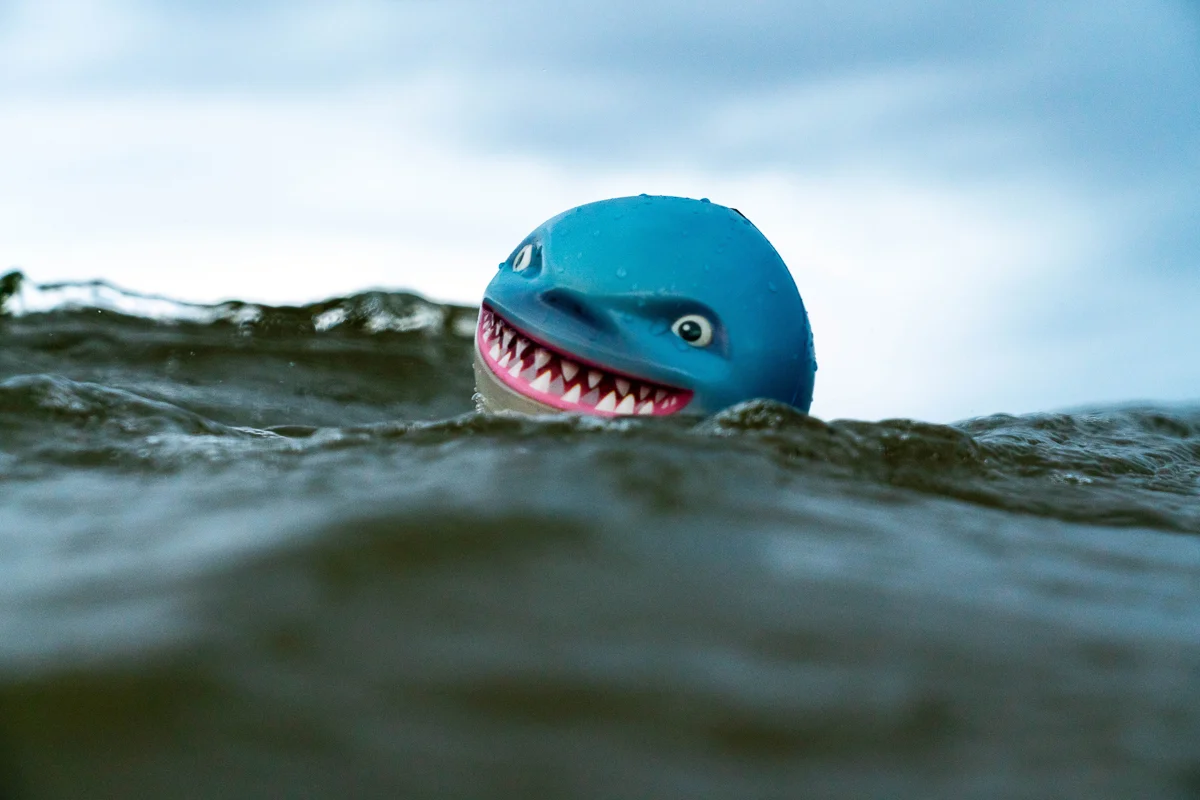 Sharky Shark - Image 5